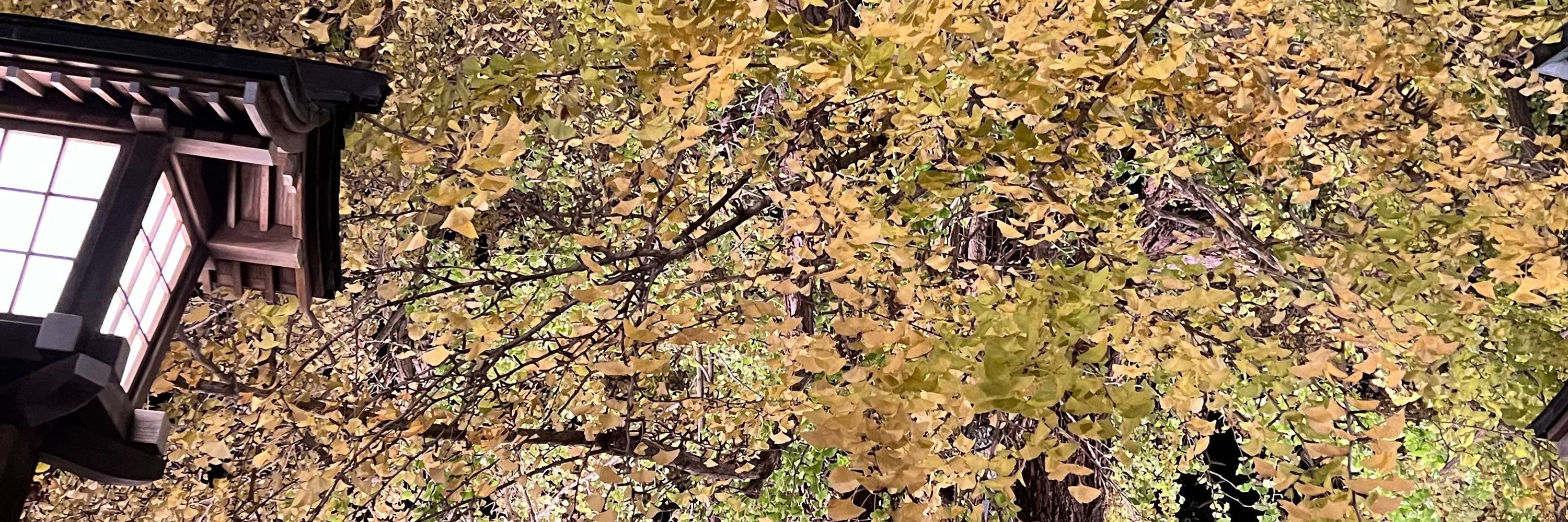 すどがも