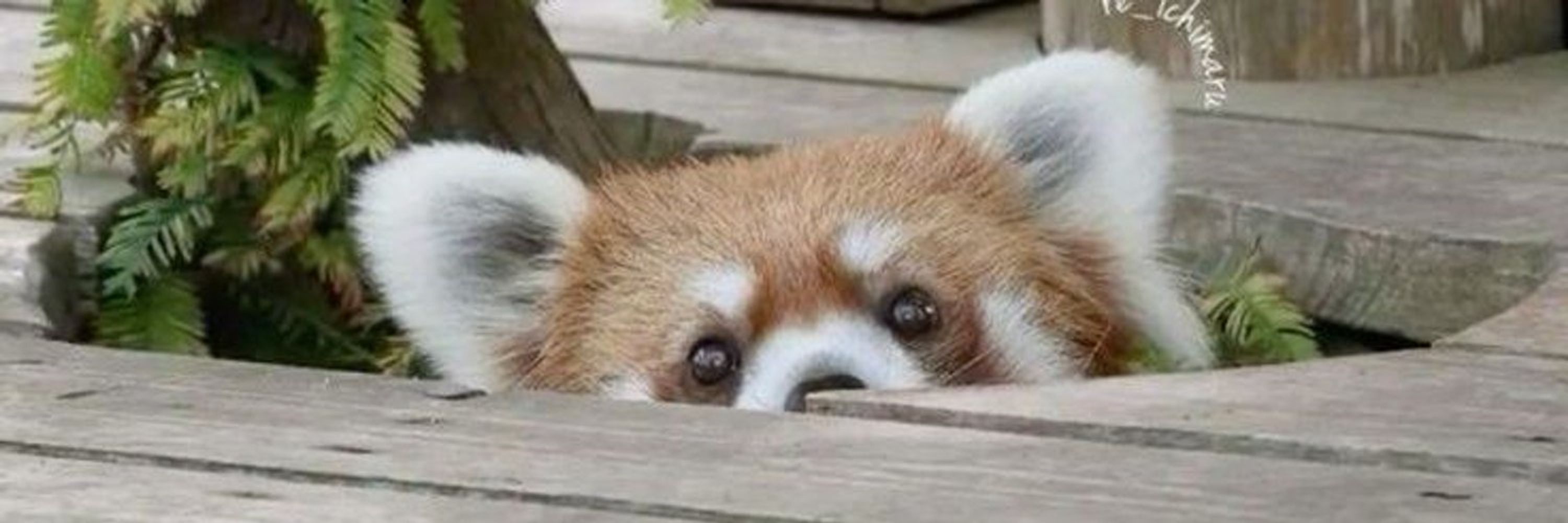 Pandoux