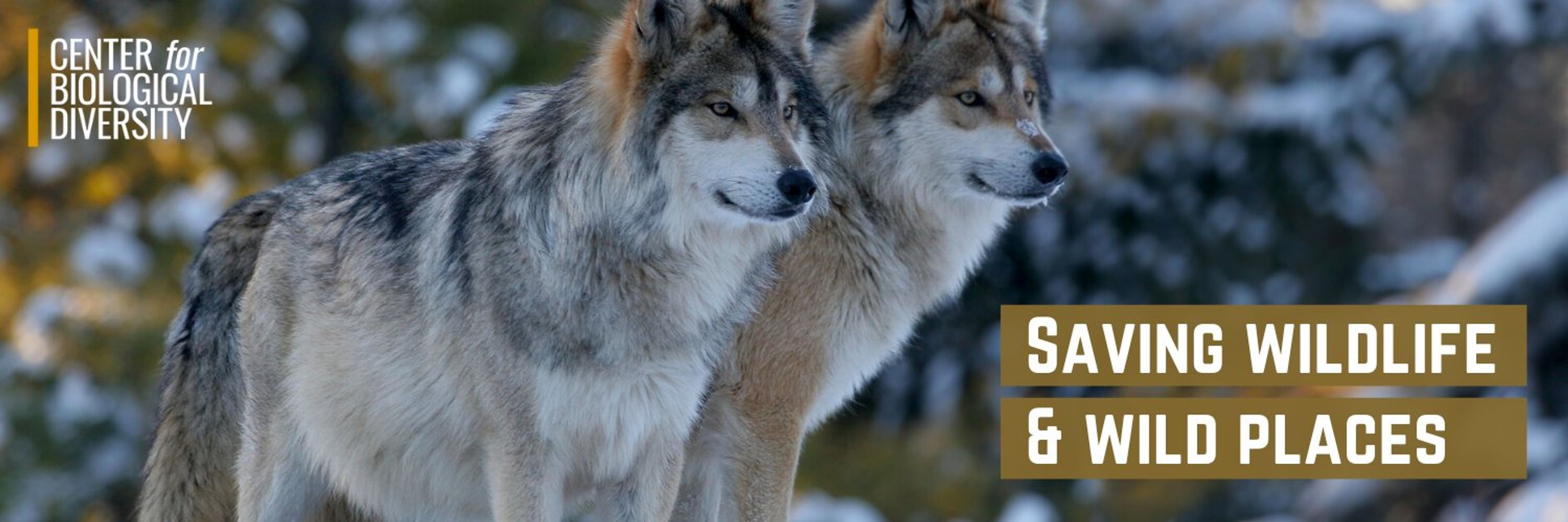 Center for Biological Diversity