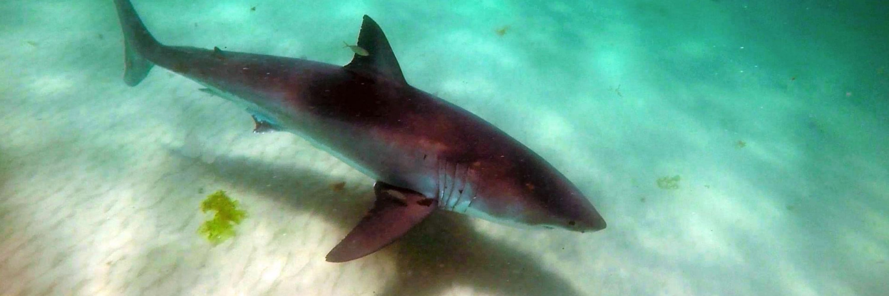 MA_Sharks