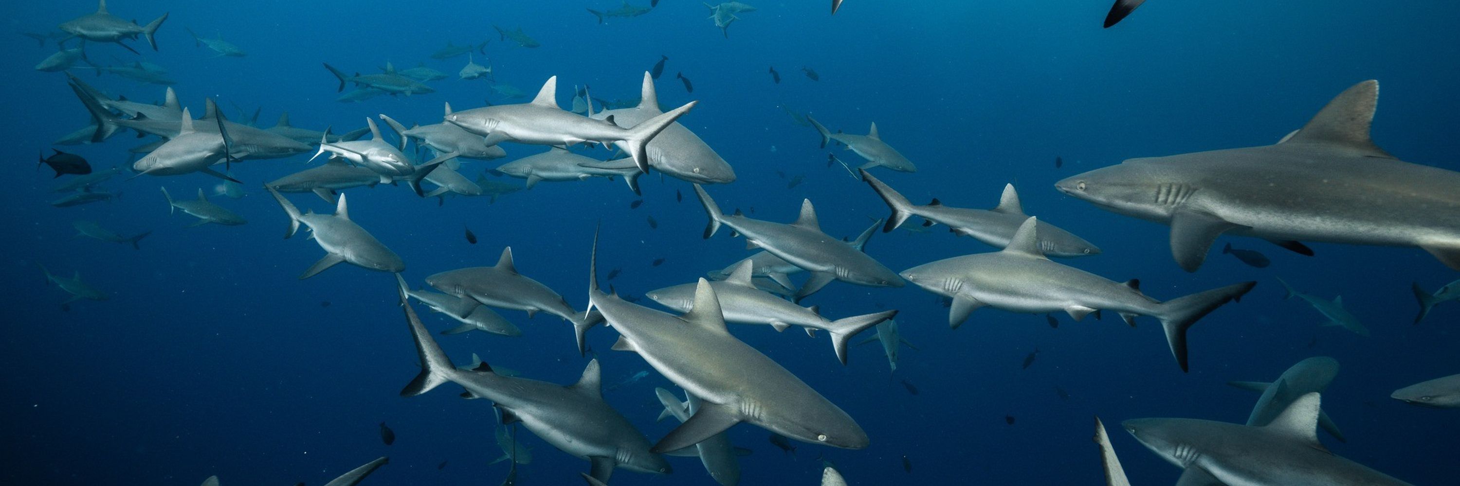 Save Our Seas Foundation
