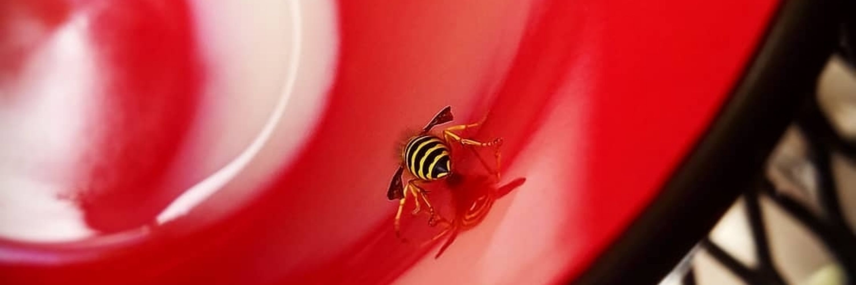  ✨️💡 Rose ✨️🐝