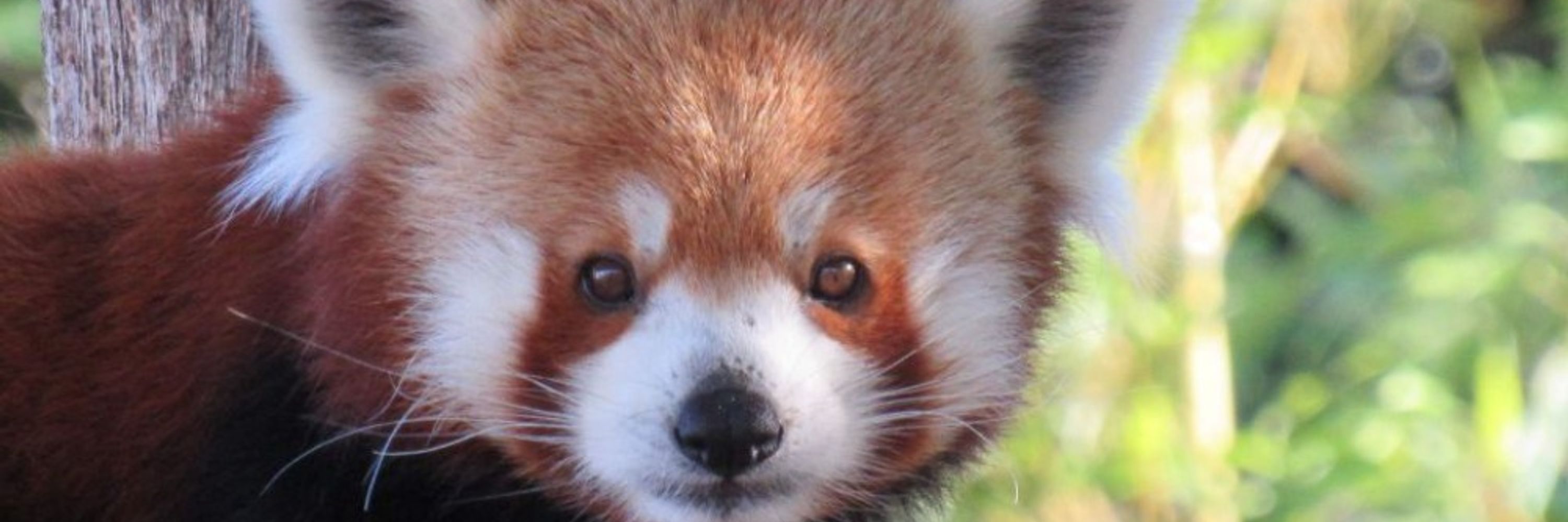 Redpanda93