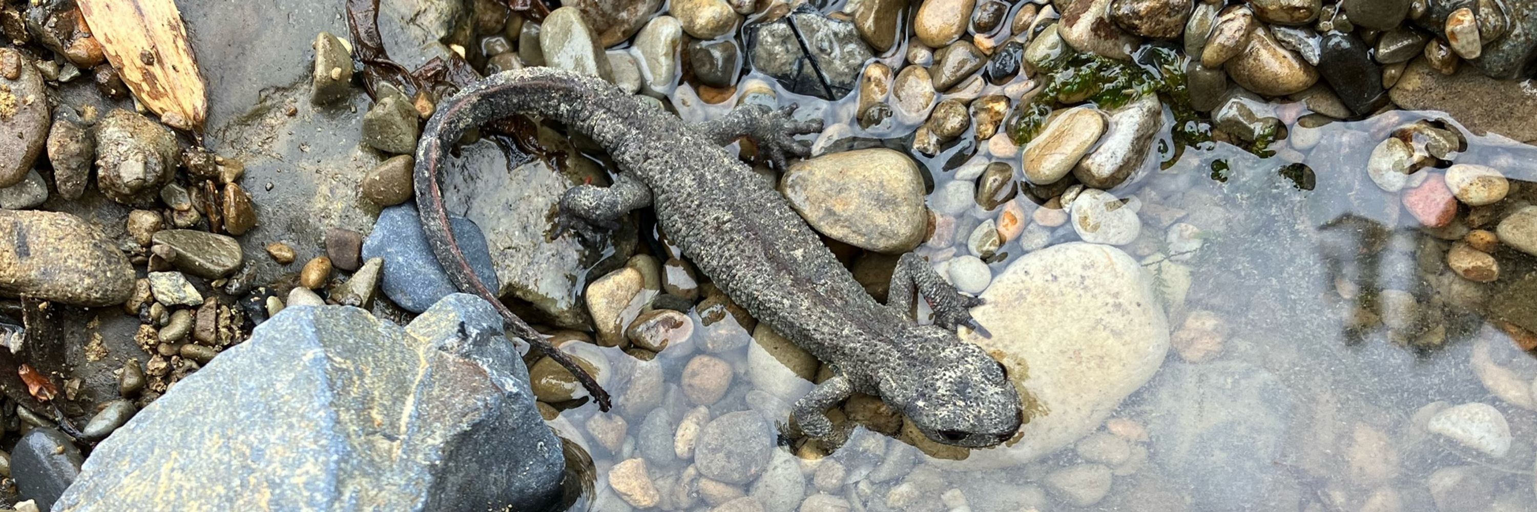 単水魚