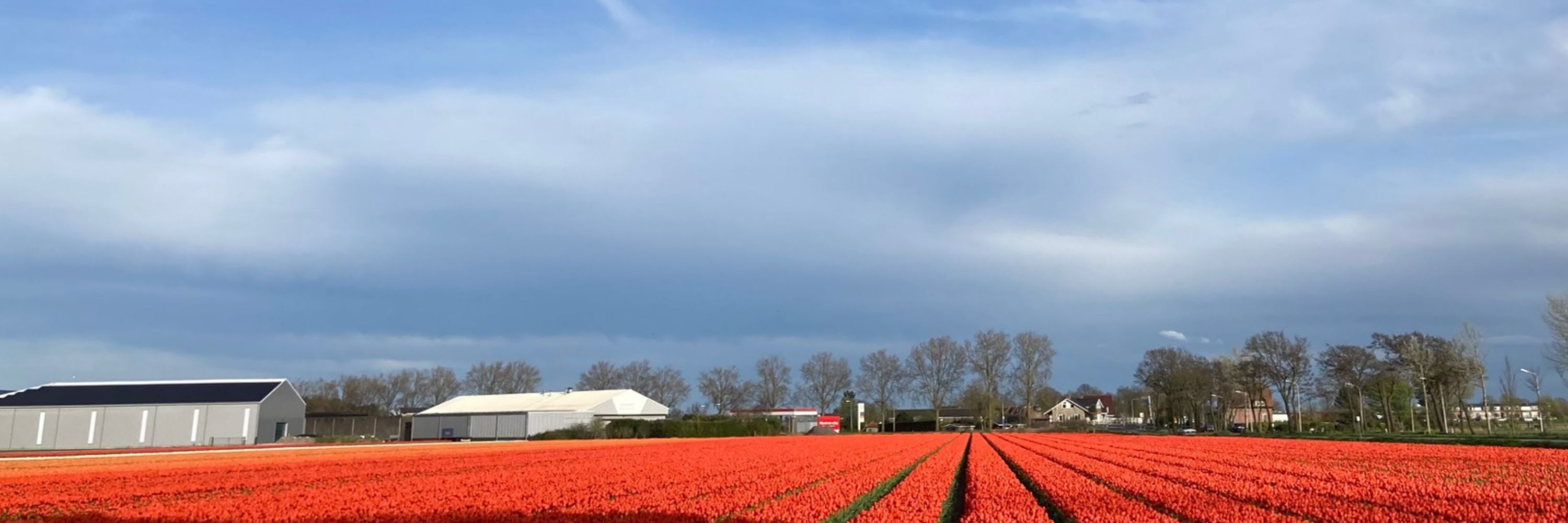 Dutch News 