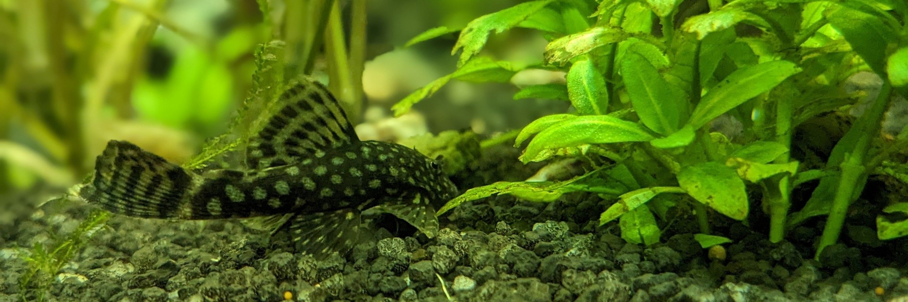 Fischliebhaber