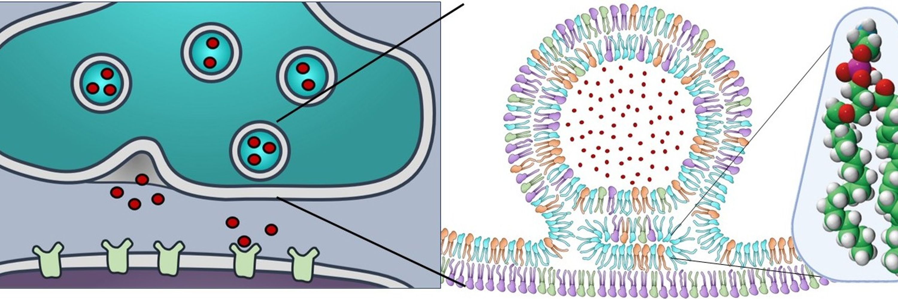 Angelini Neurolipidomics Lab