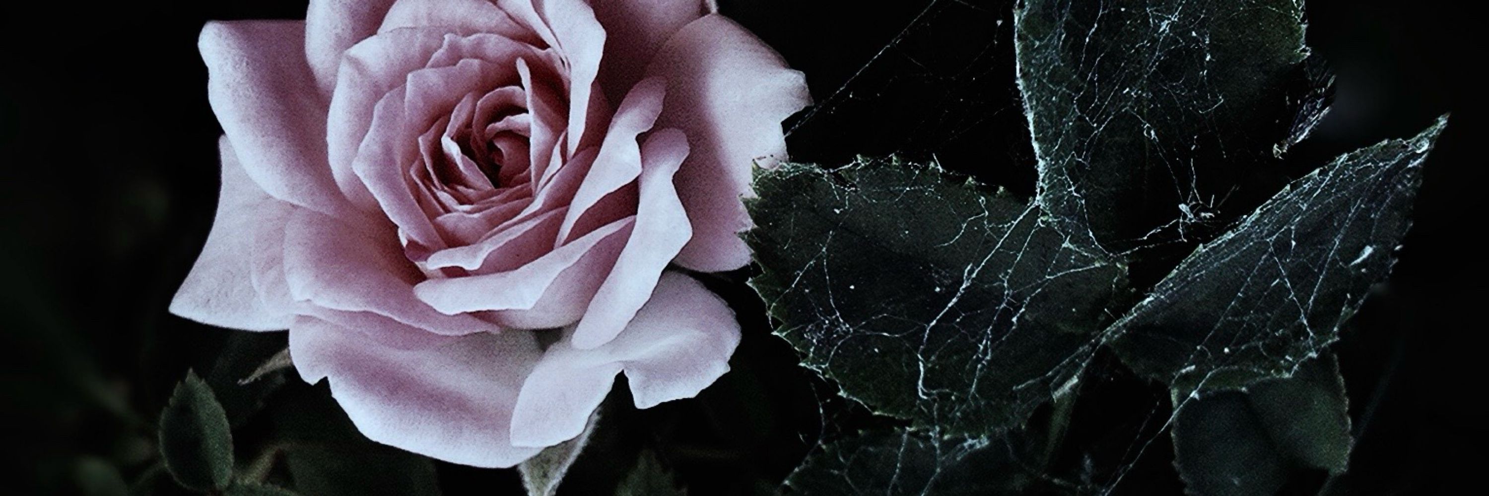 { lunarrose }