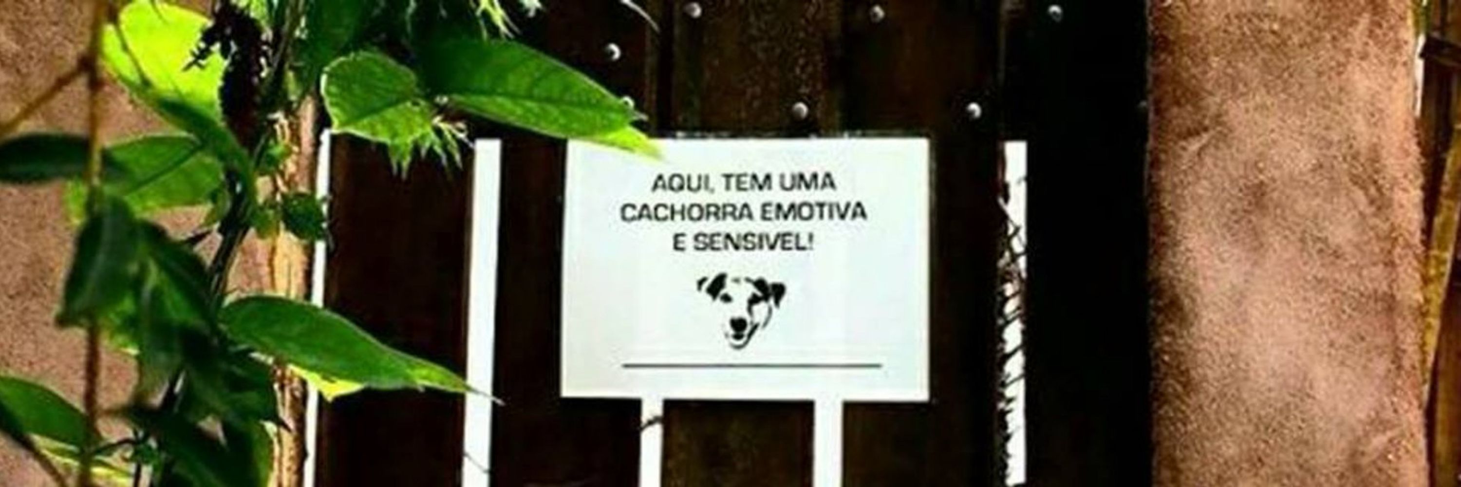 tadinho da silva 