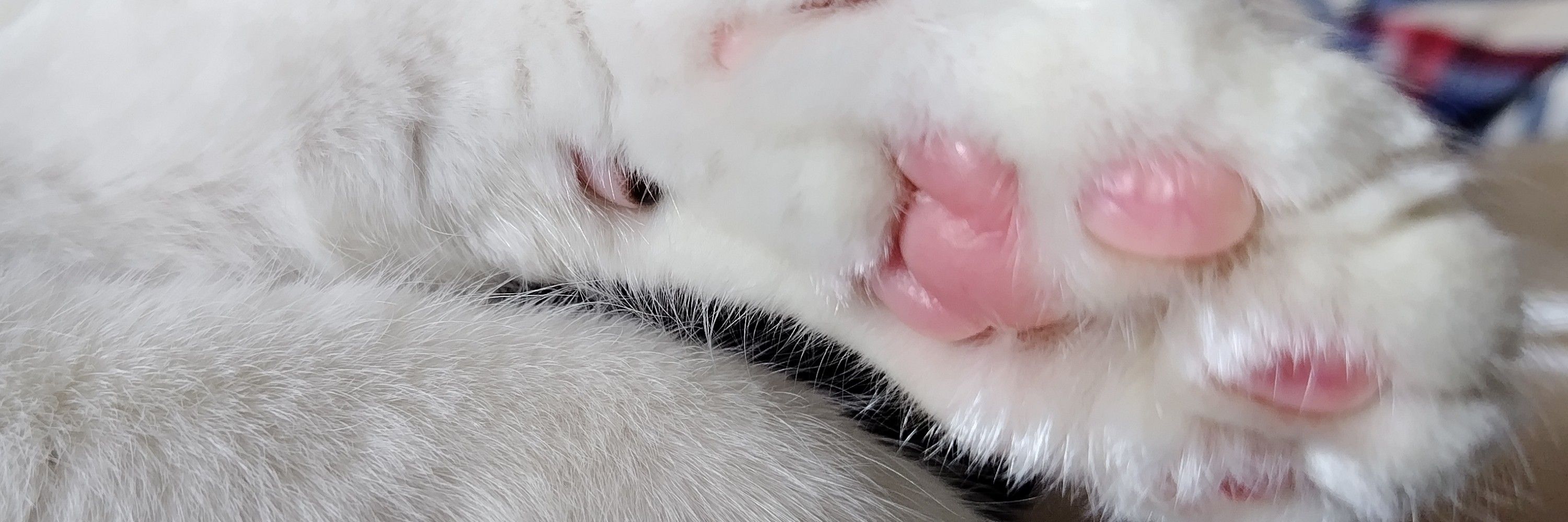 ノンコ