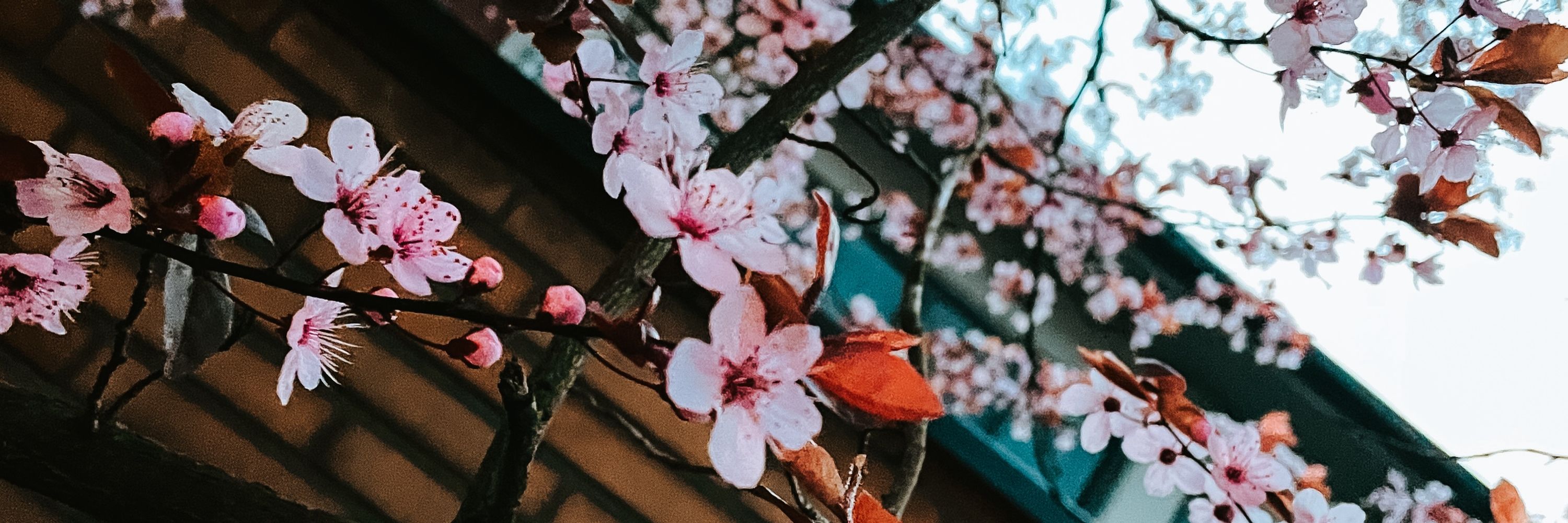 Sarah Pluis 🌸🎐