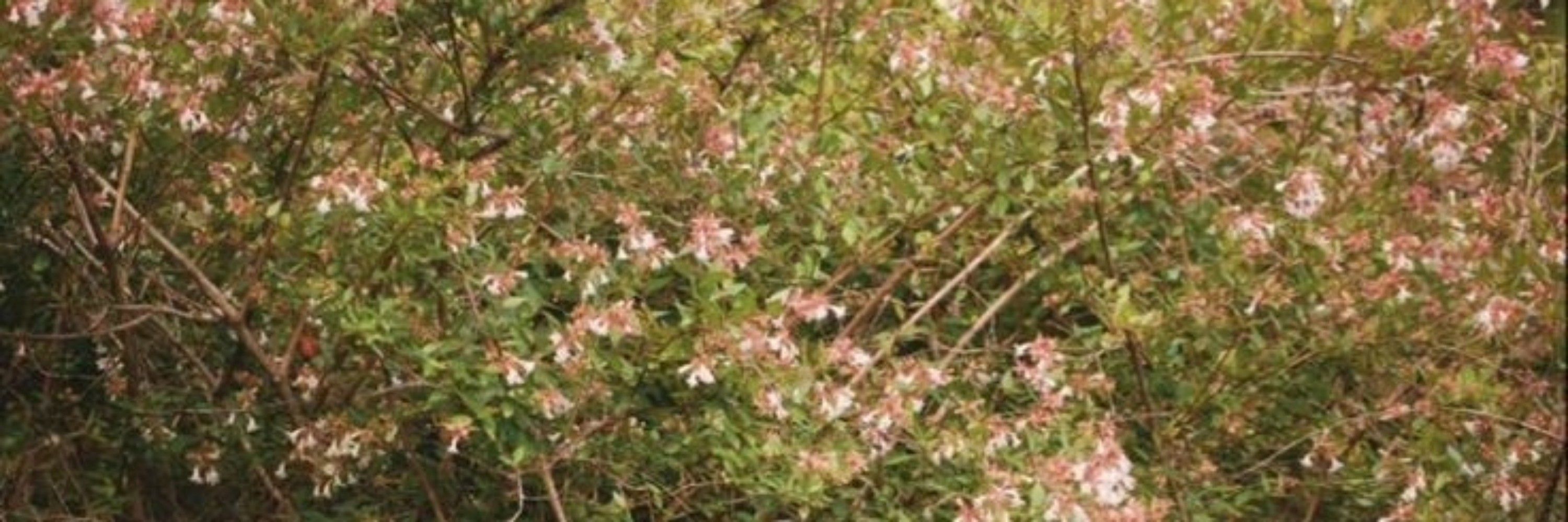 aksa