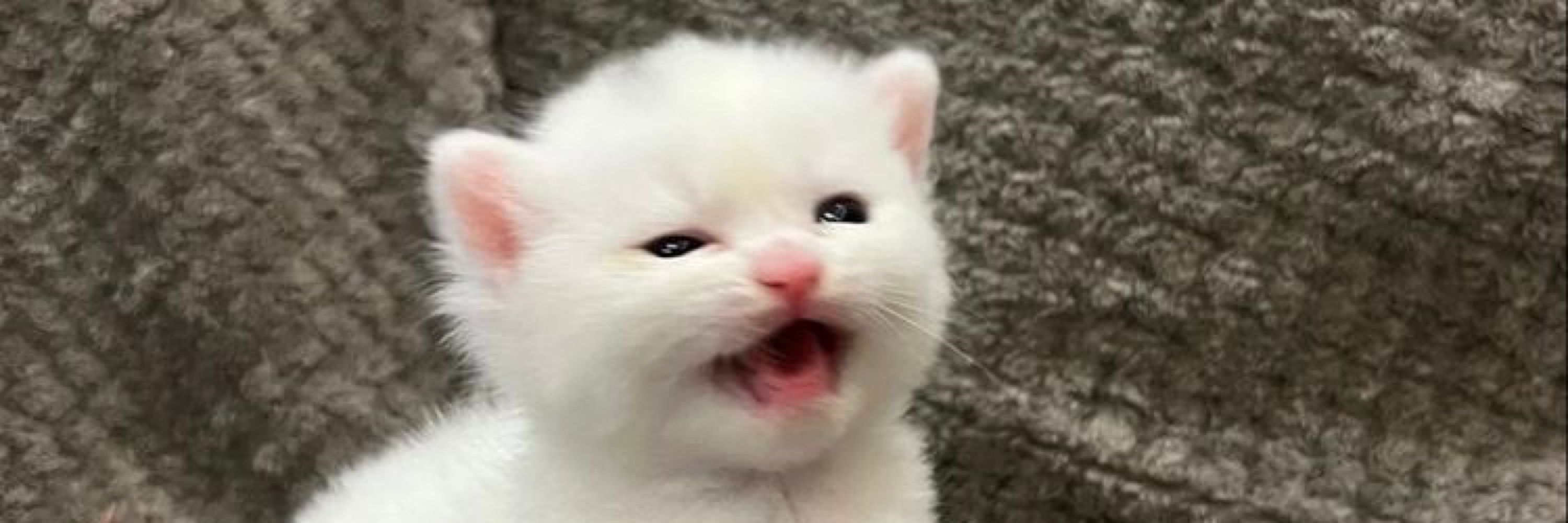 TinyMarble