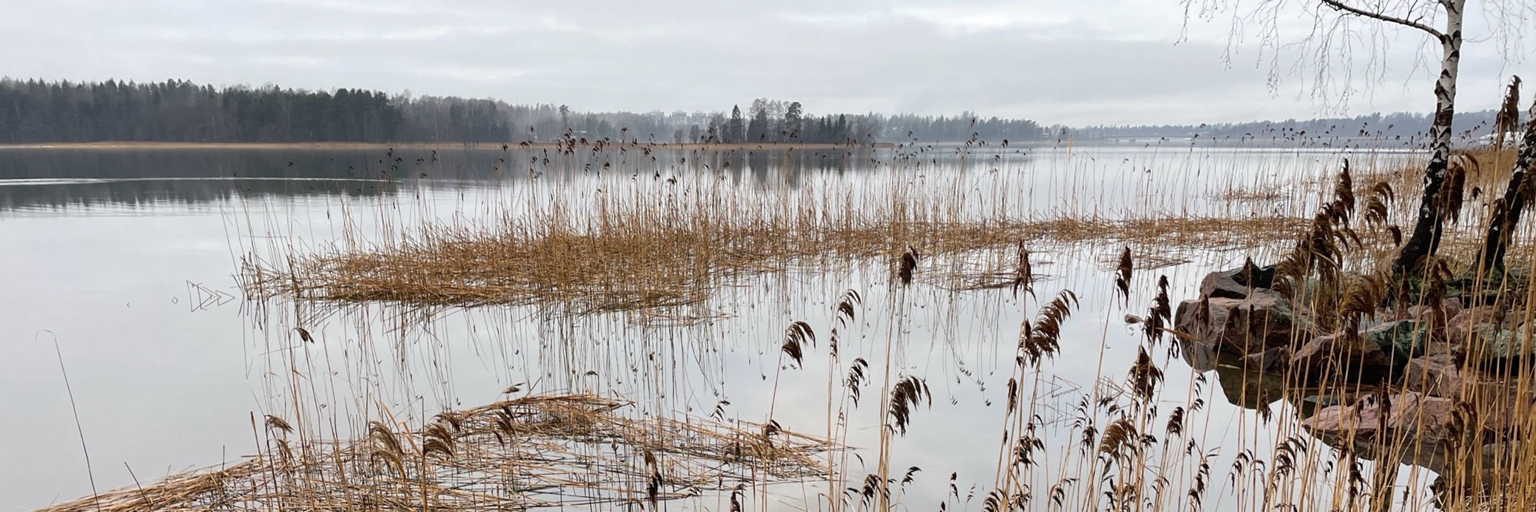 Oskari Mänttäri