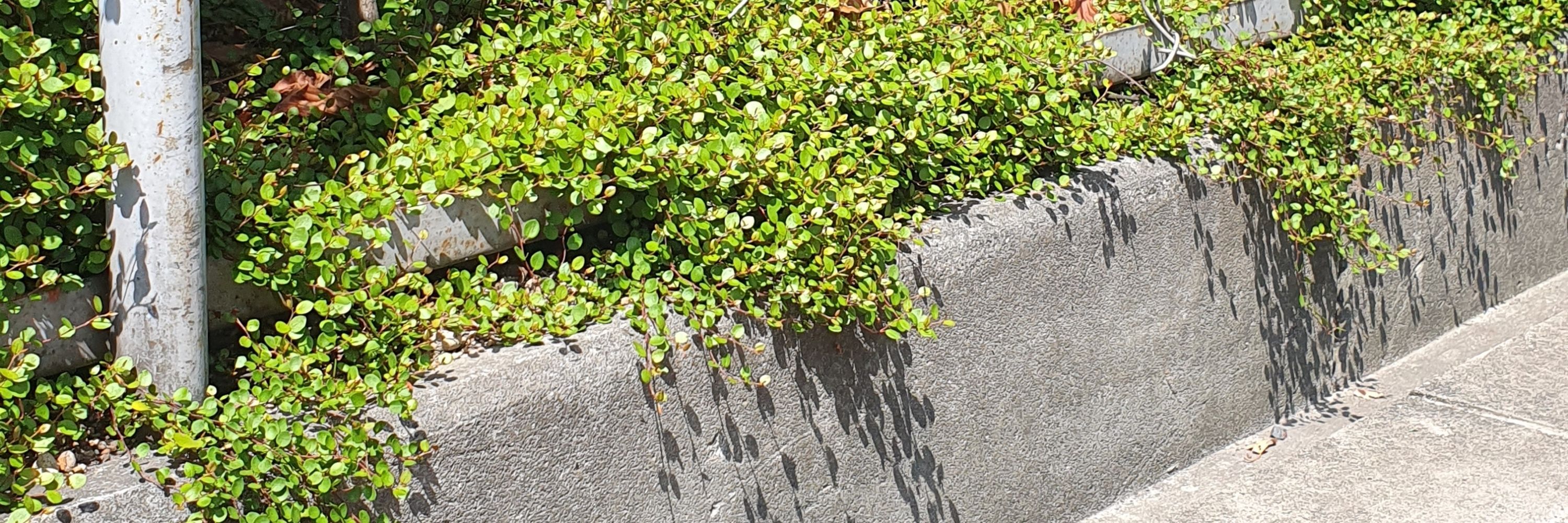 라디