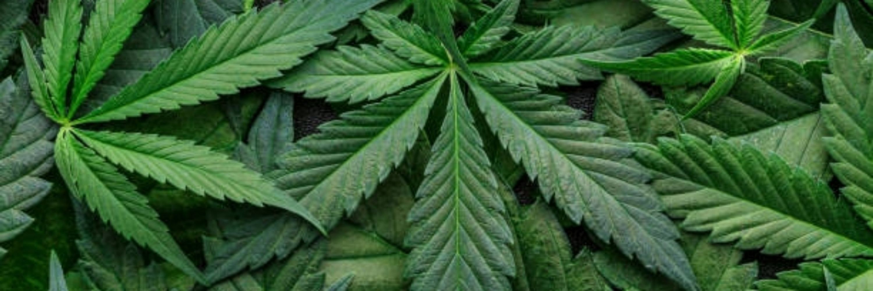 Weed Nerd