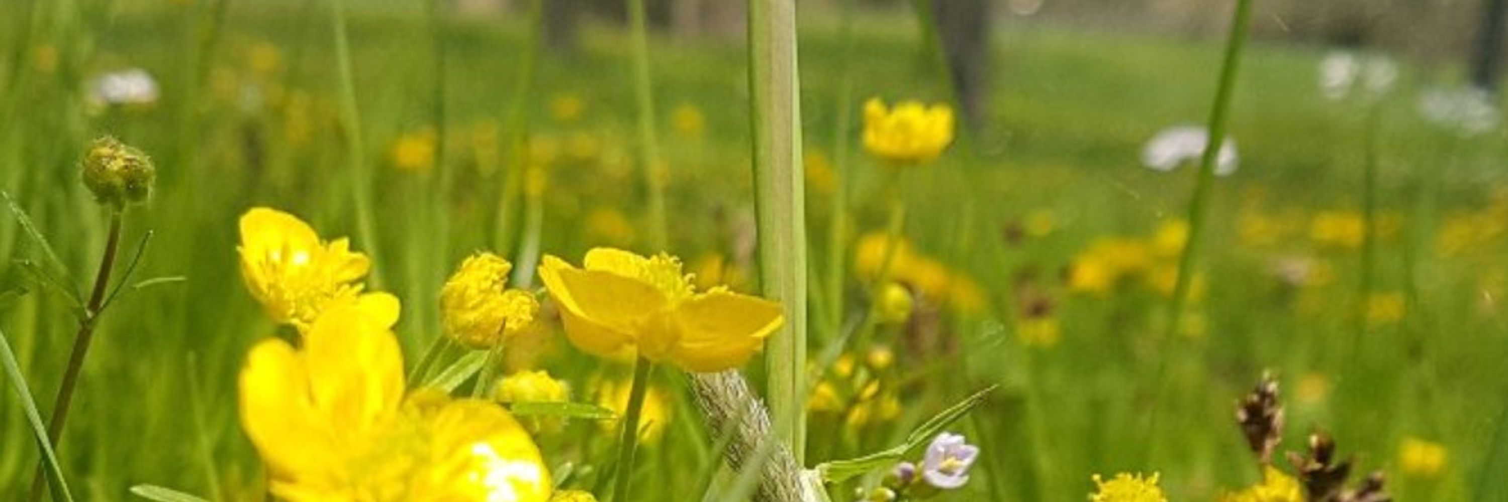 Bunte Wiese Tübingen