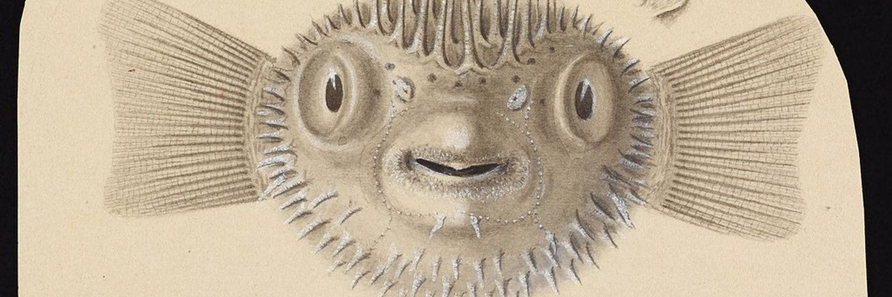 finnyfinfinn