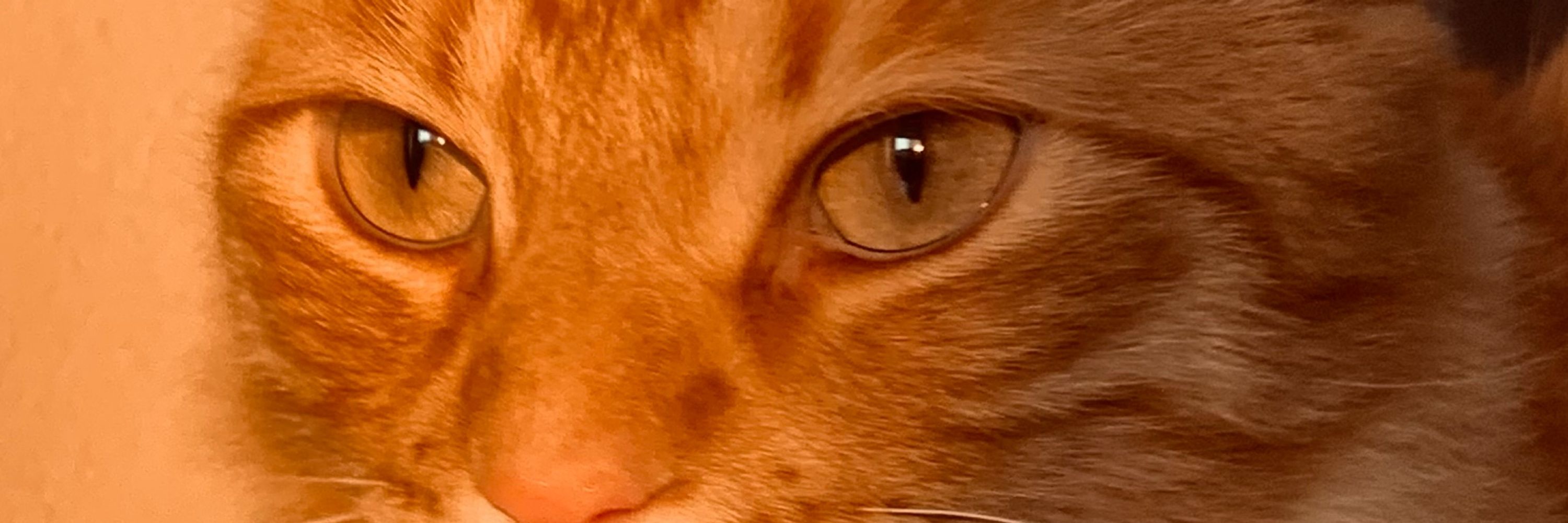 Derb