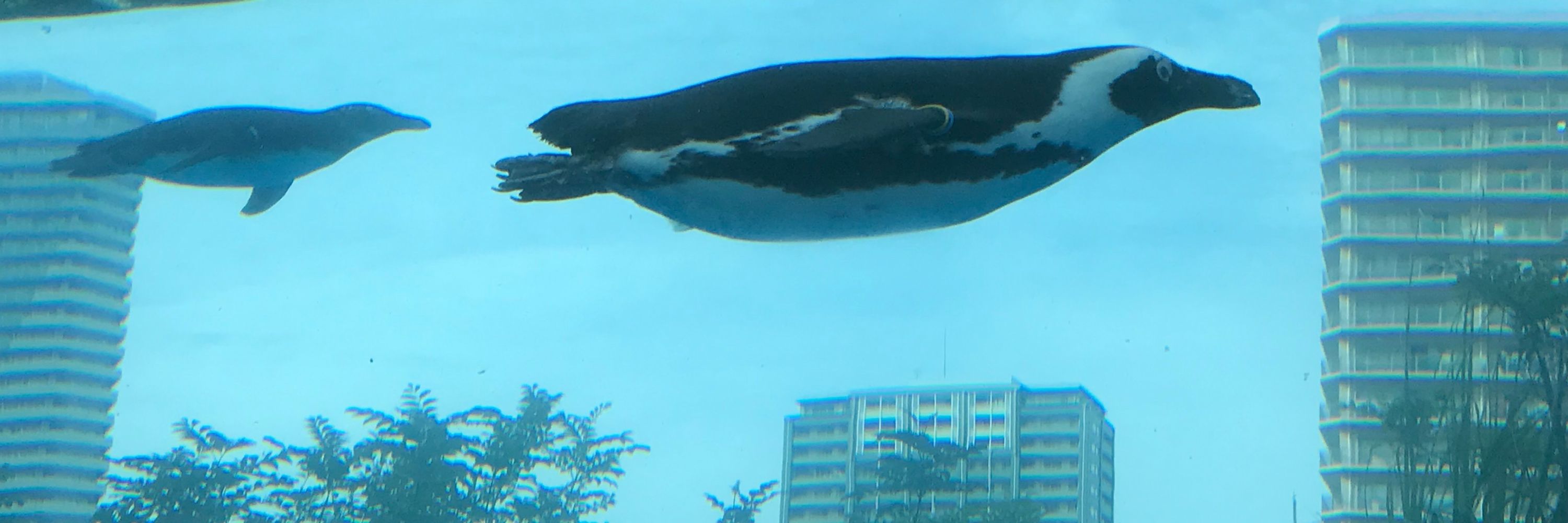 蛾次郎
