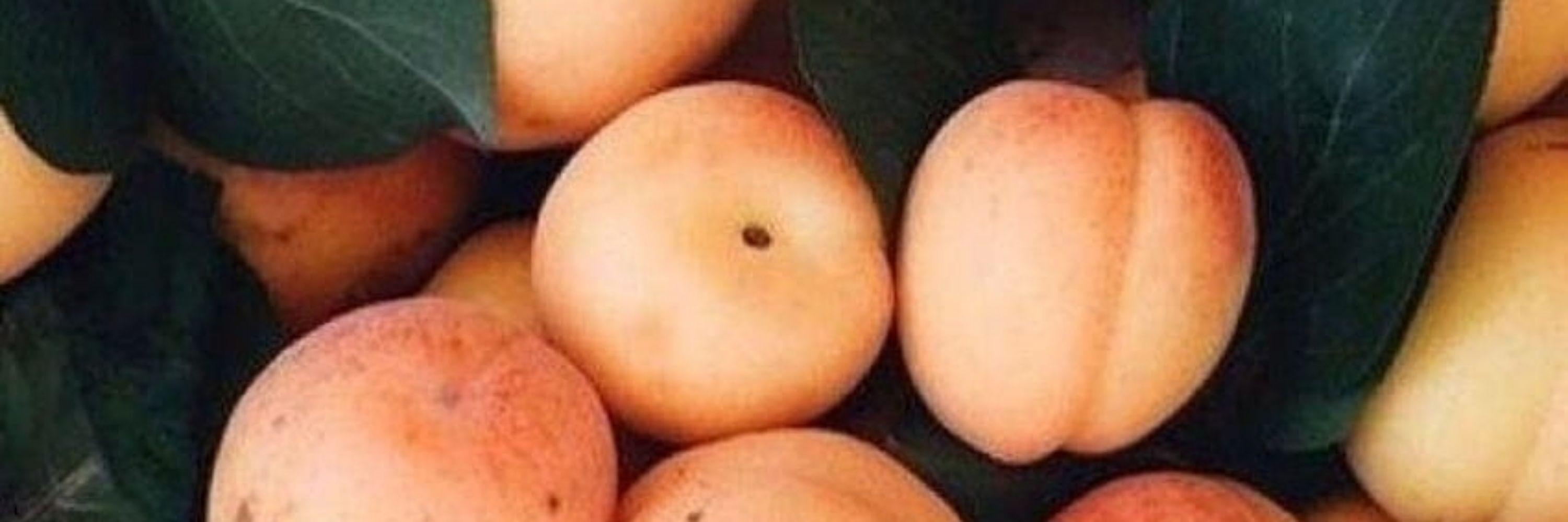Peach Sheep 🍑