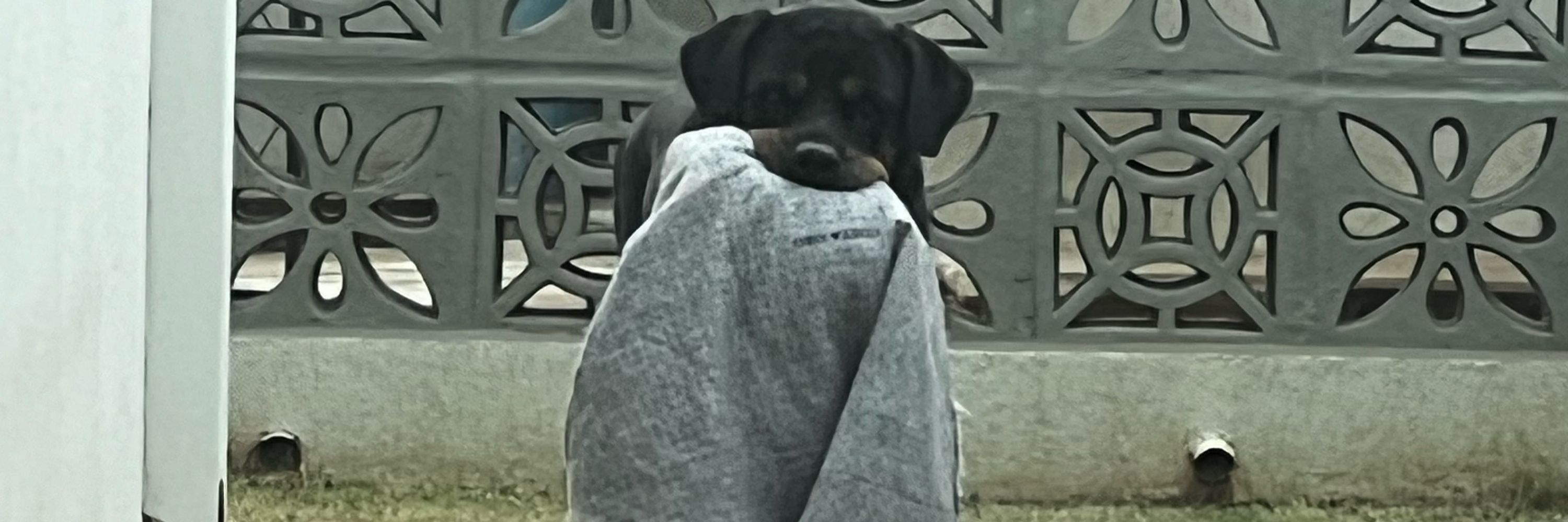 ana 