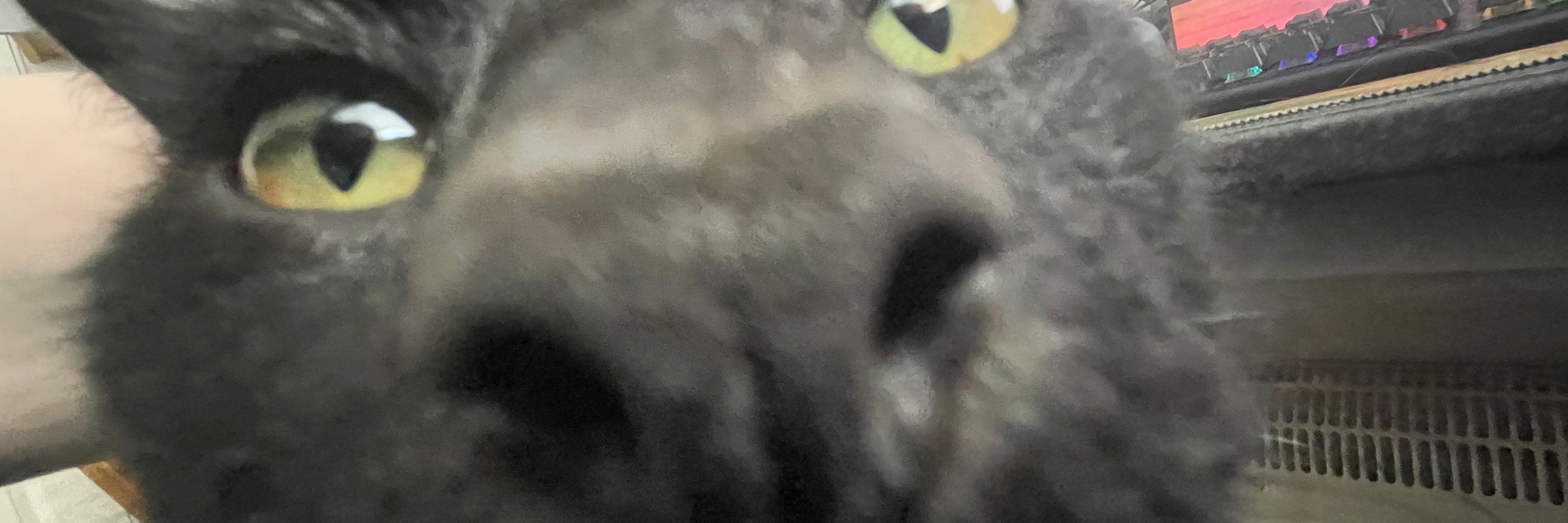 Lee