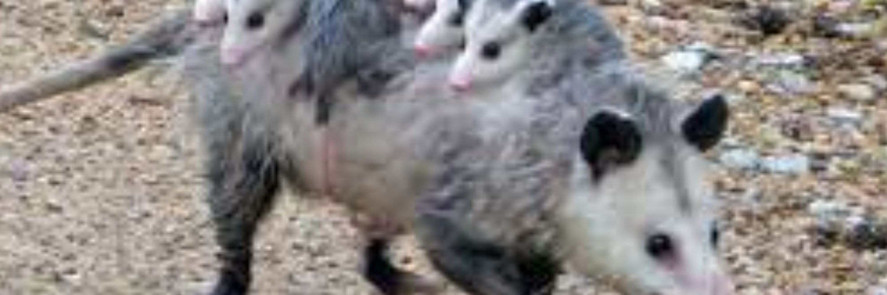 night of the living possum simp