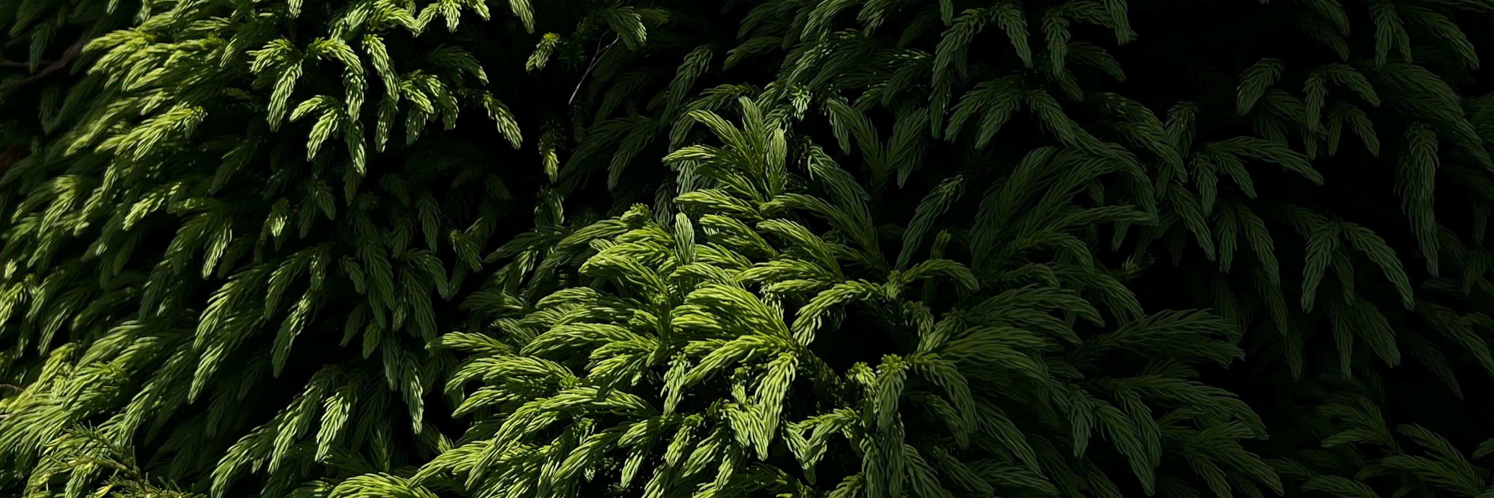 [🌳]