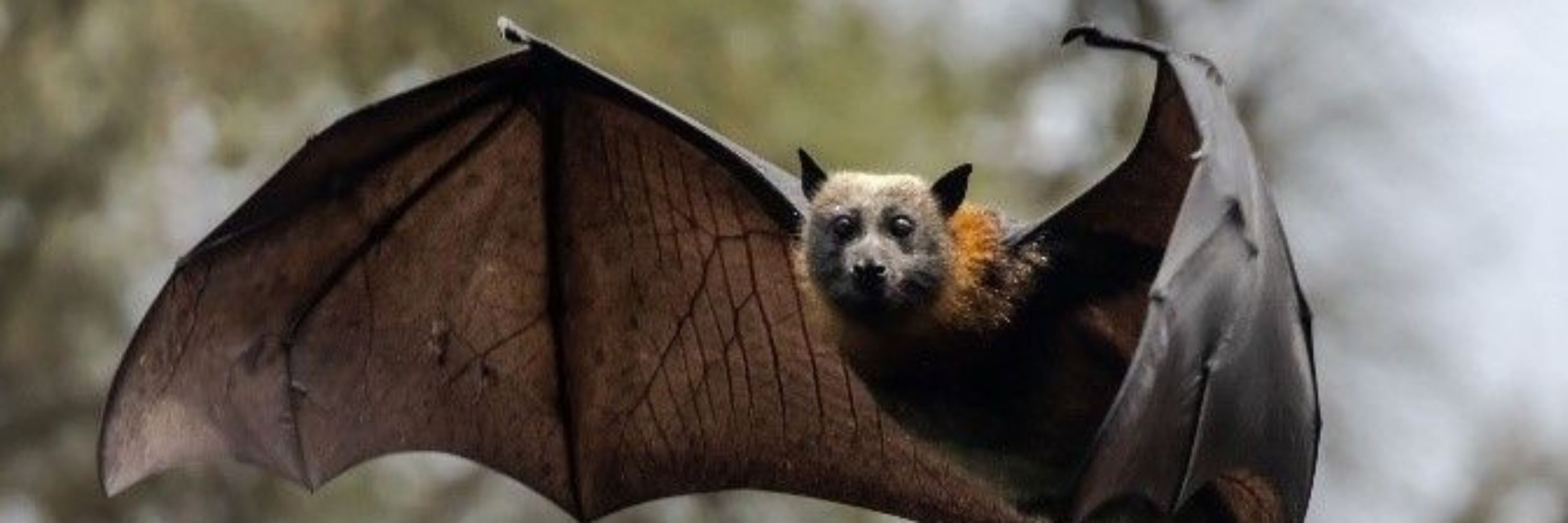 Funny Bat (COMMS OPEN!)🔞