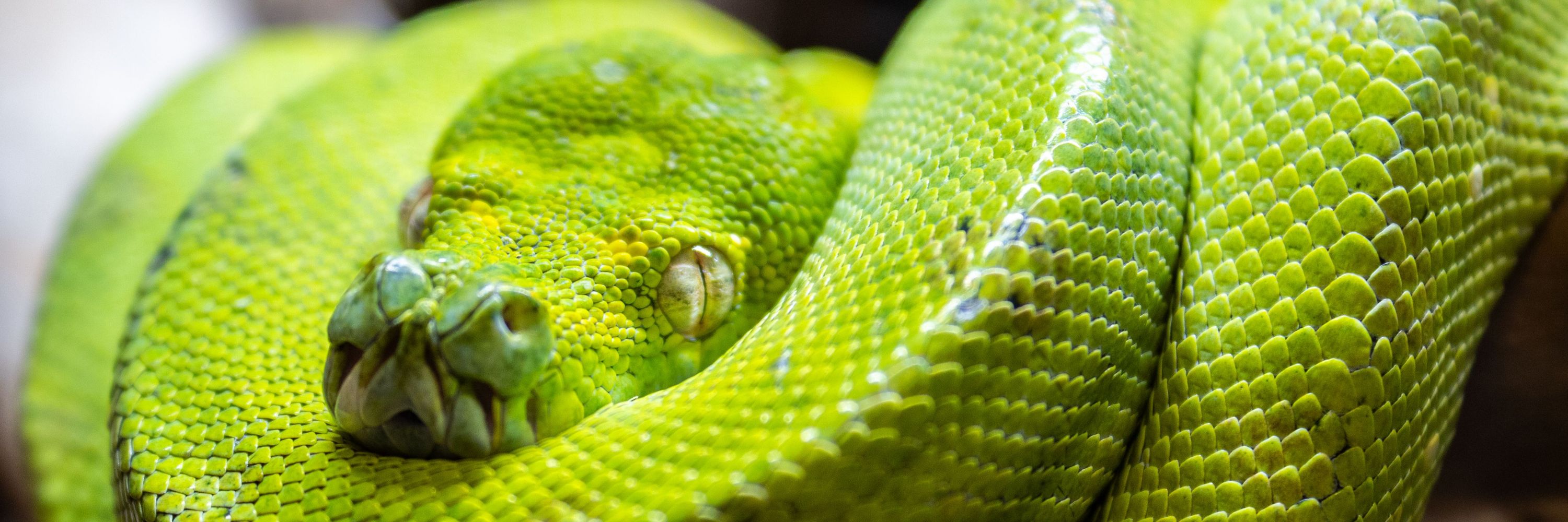 Animal World & Snake Farm Zoo