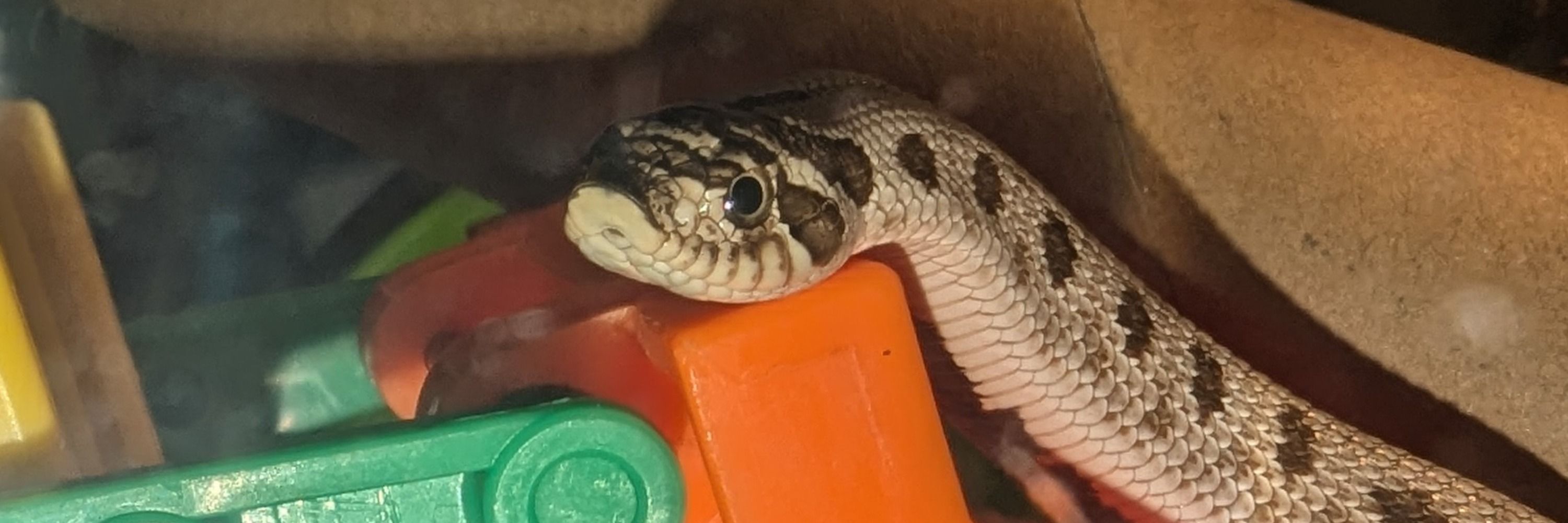 Silvermander