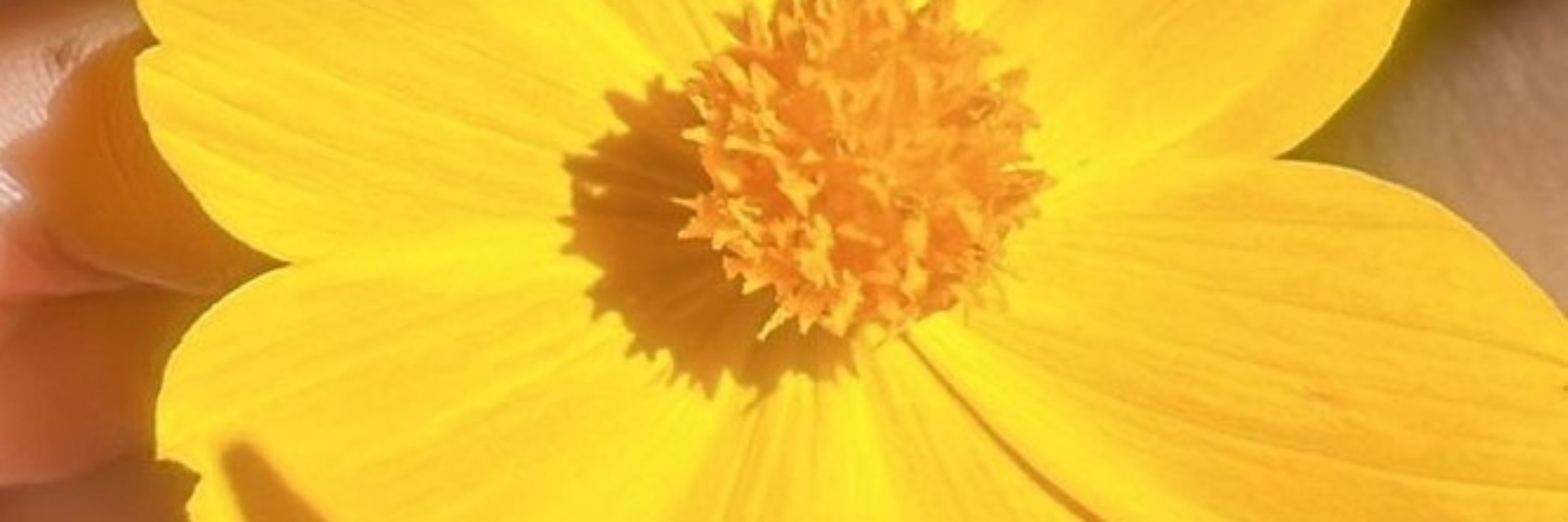 Bibia