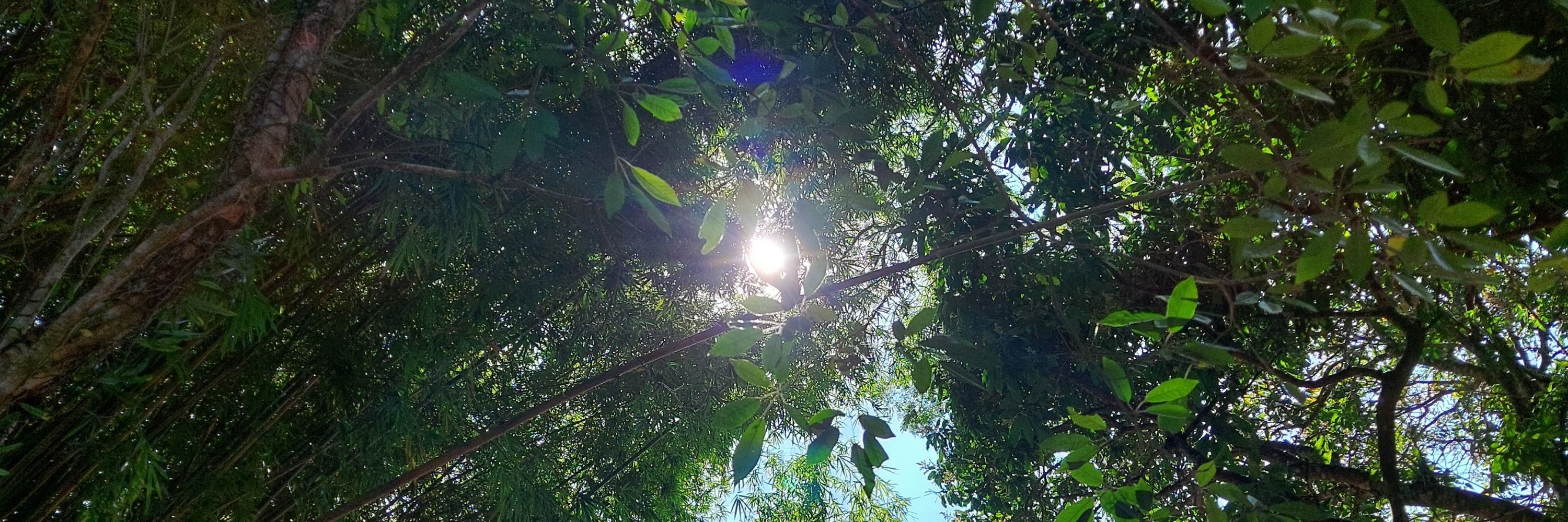 Fioravante