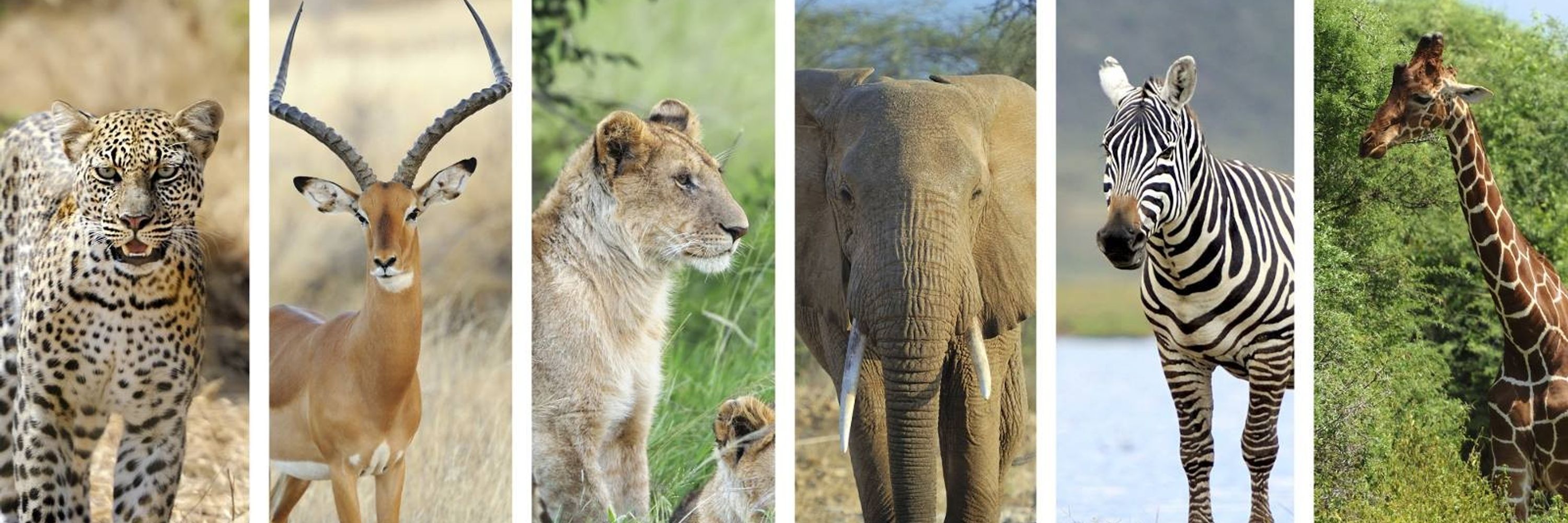 African Conservation Foundation