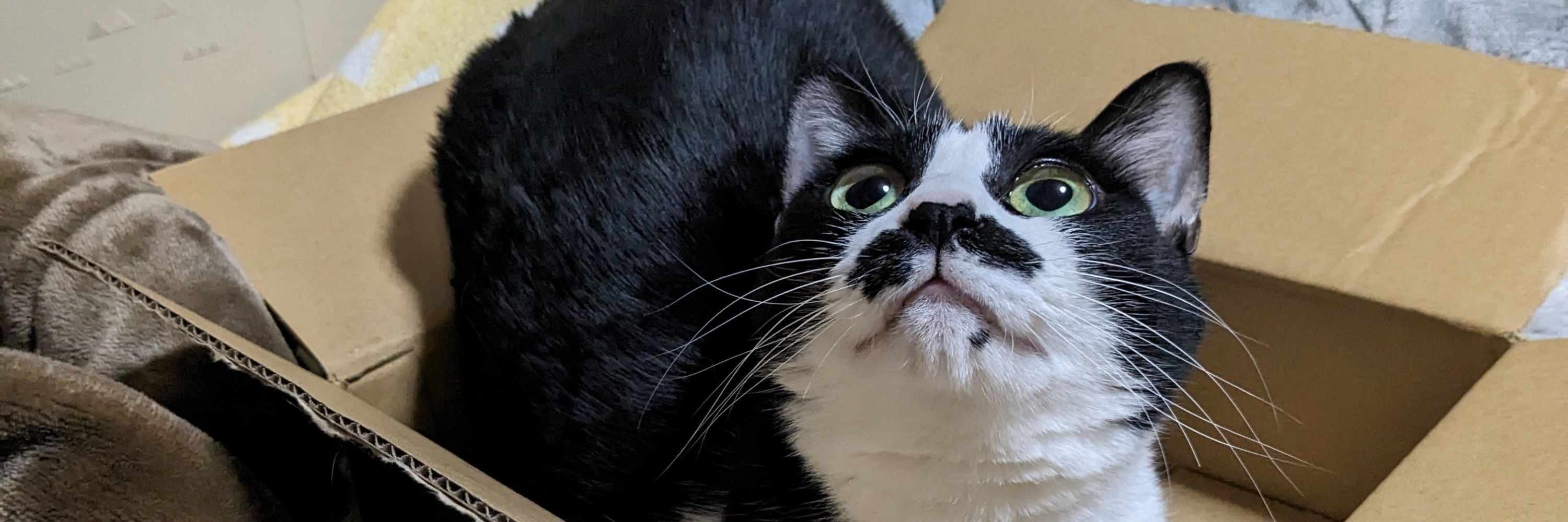 オサムシ