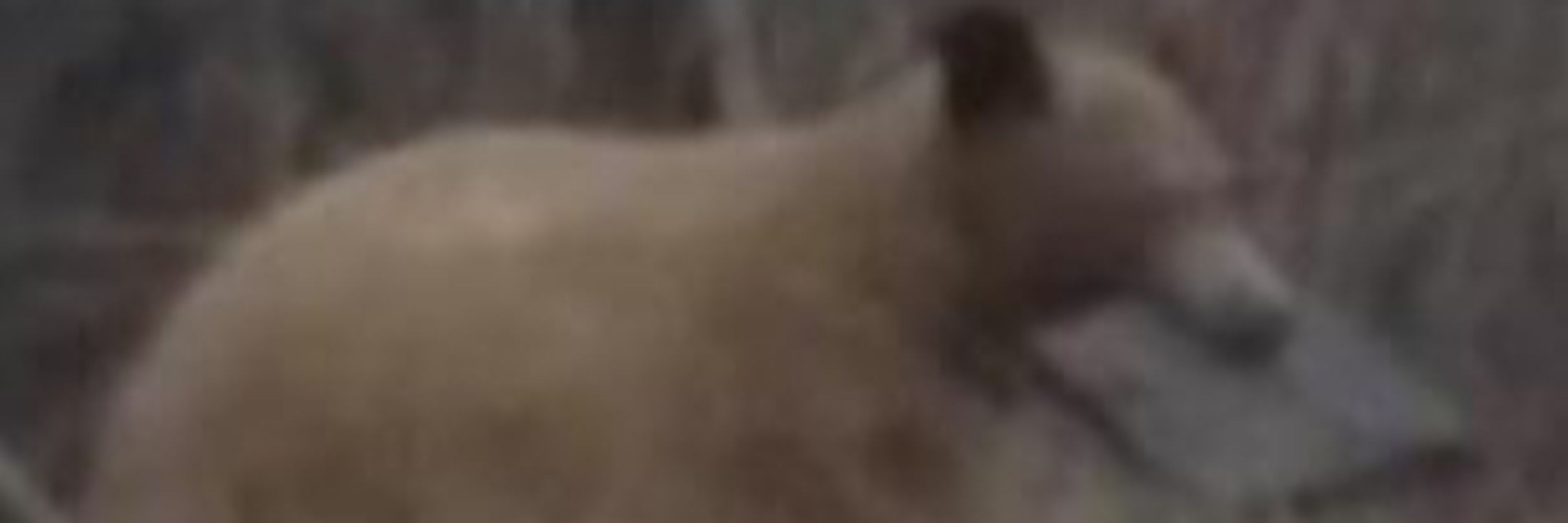 Fuckin DUMBASS Burr!!!