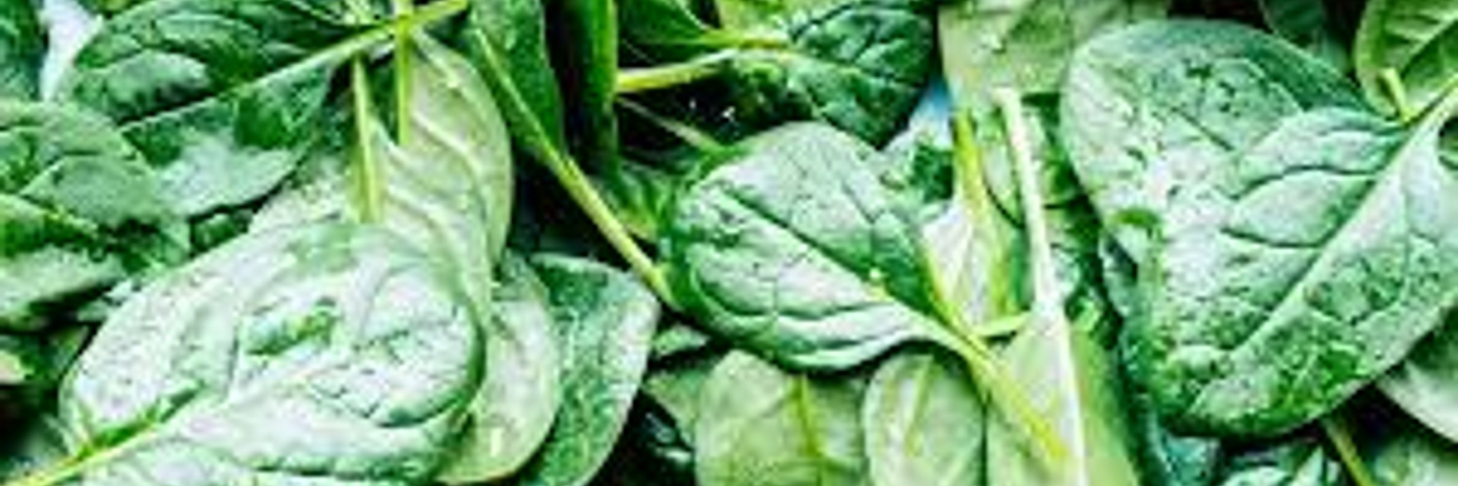 Spinach People Hivemind