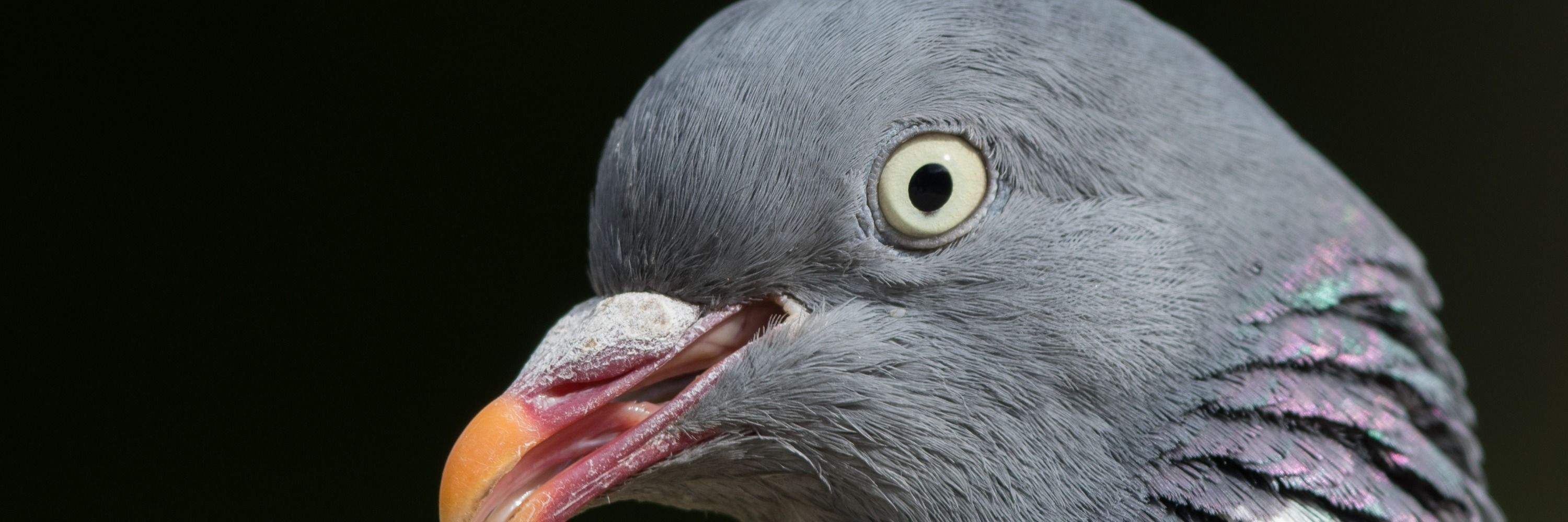Kent Ornithological Society