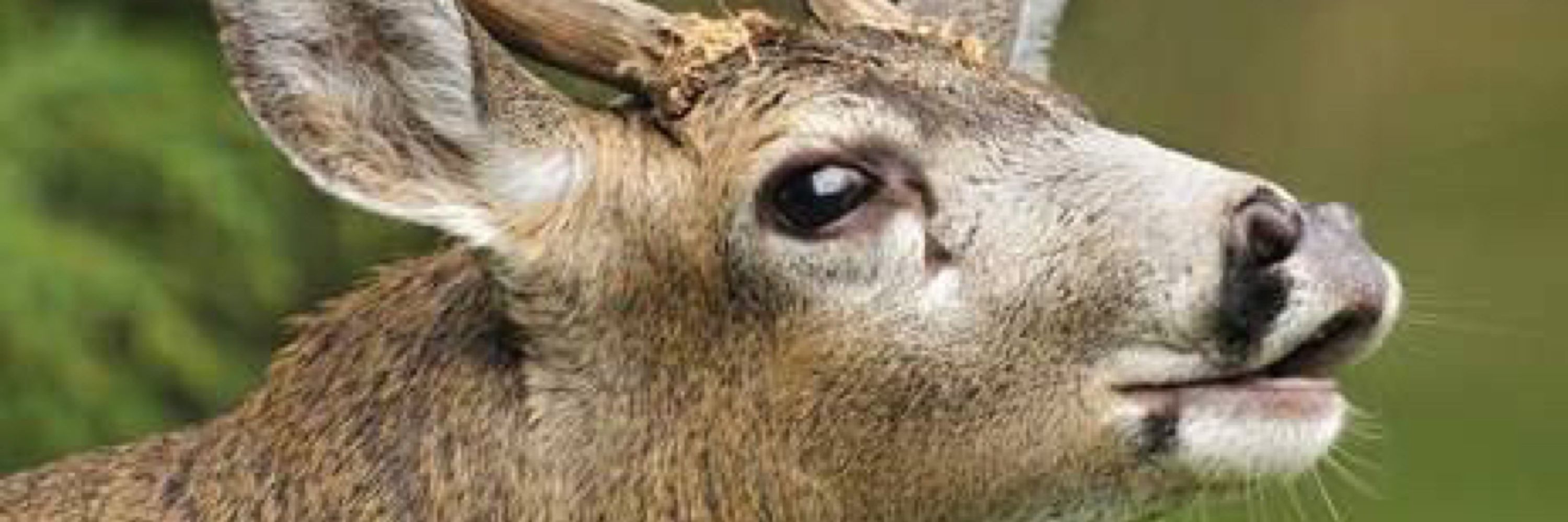 Rigel 🦌 Deer