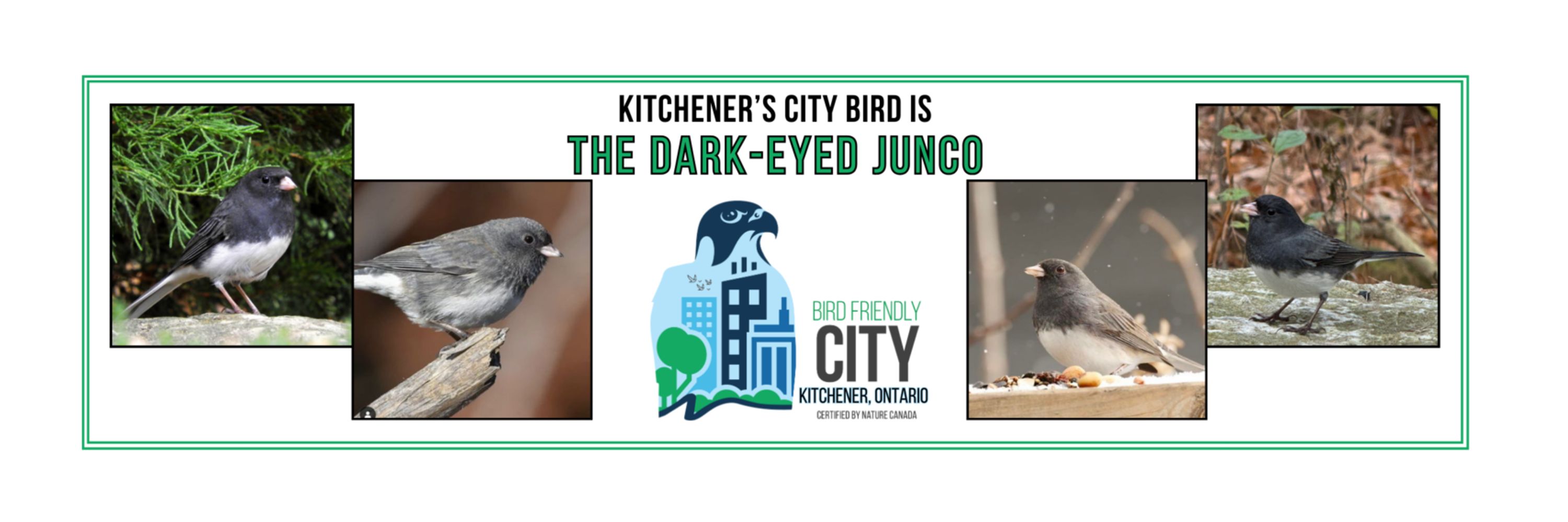 Bird Friendly City Kitchener