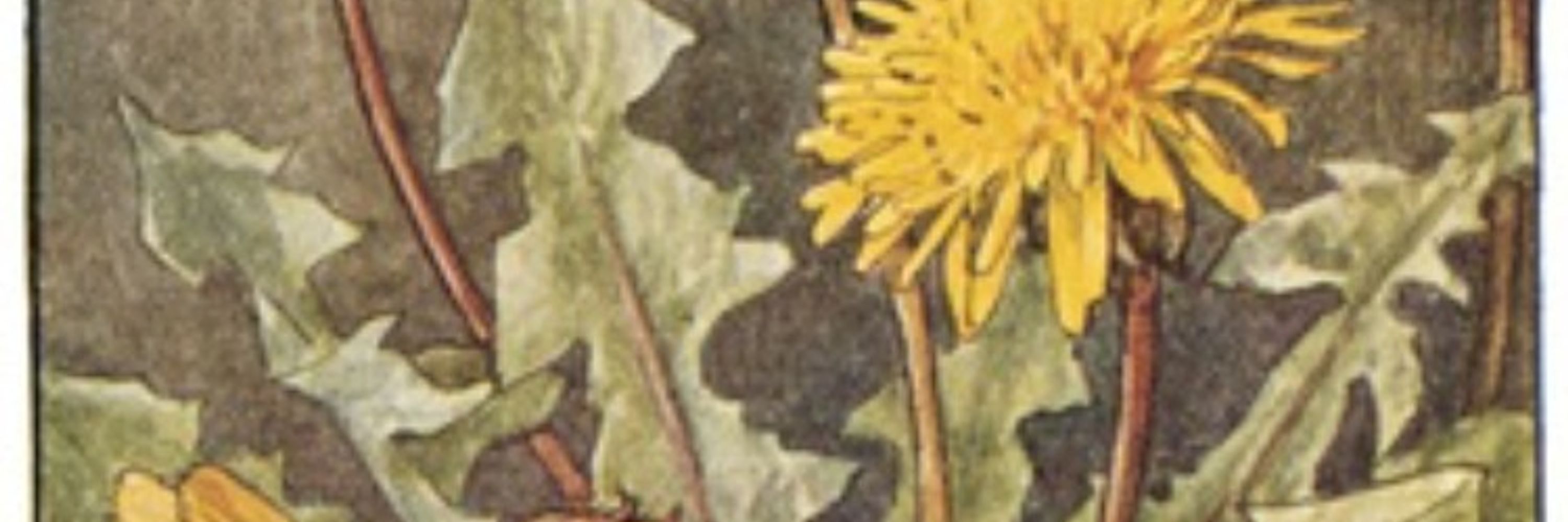 Dandelion Lynn he/she/they