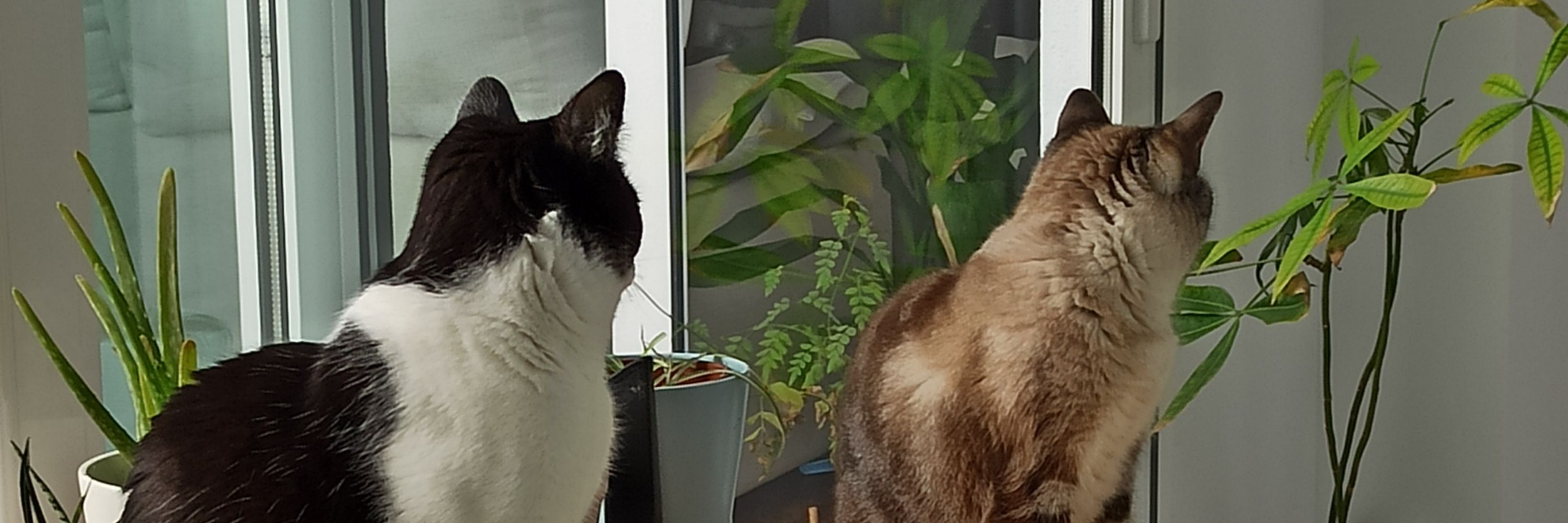 CGCastells, el gato celeste.