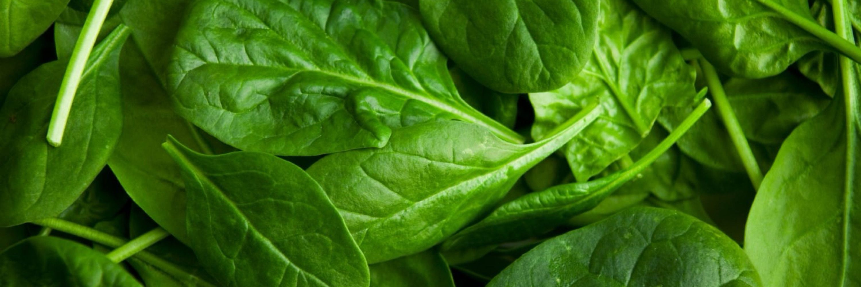 Spinach Inquisition