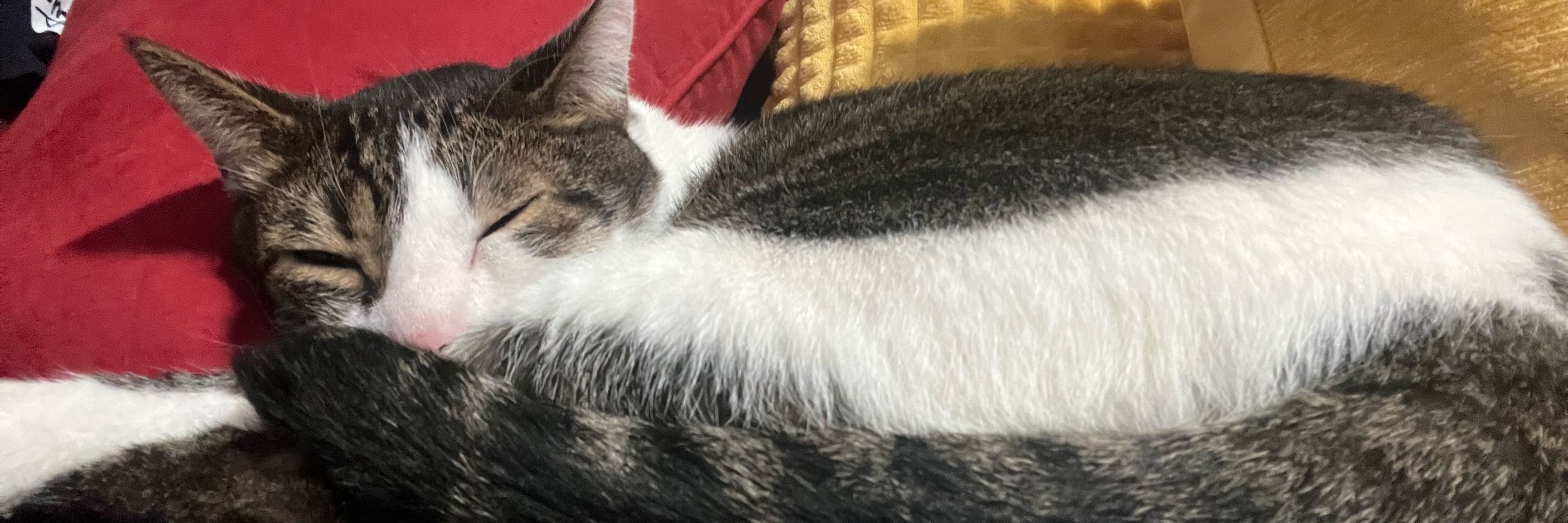 Dee