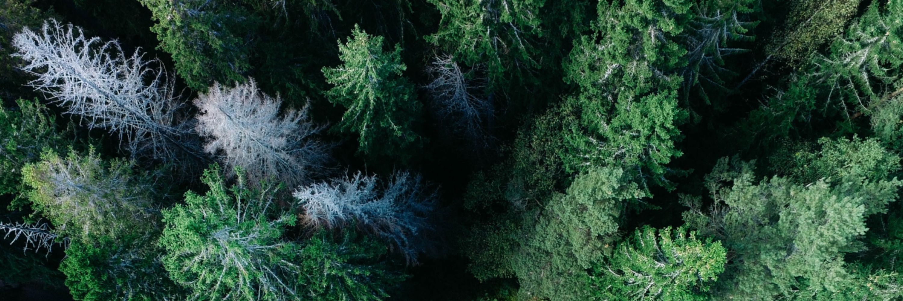 The International Tree Mortality Network