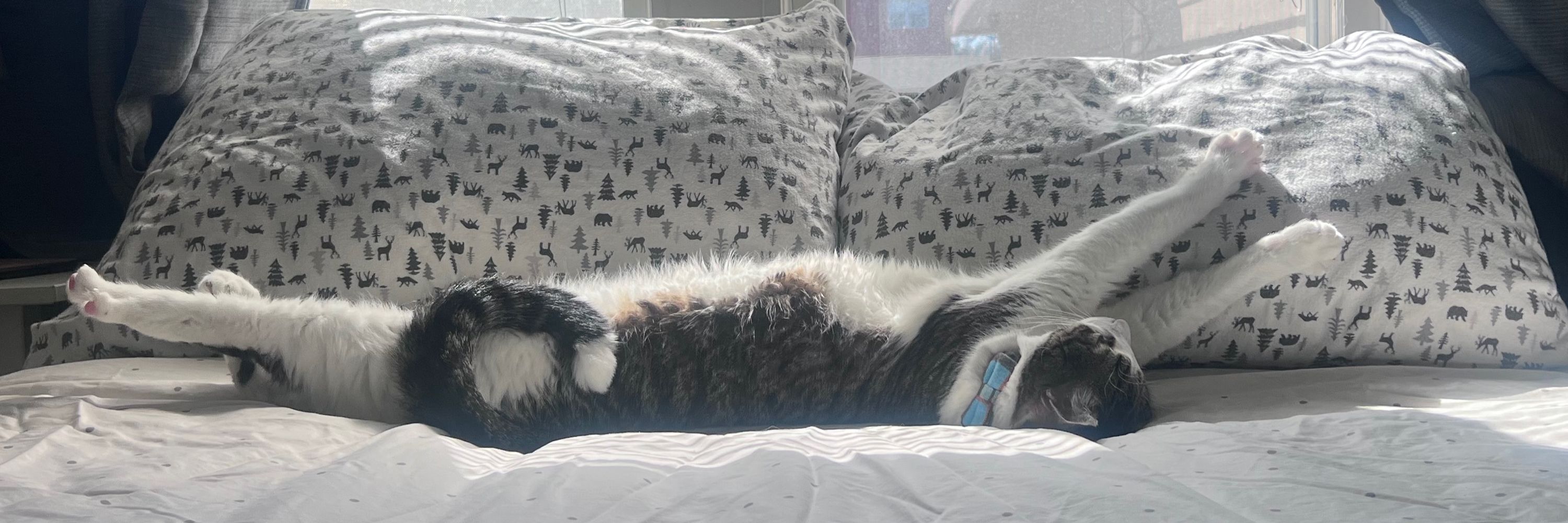 Jeoffrey the Cat