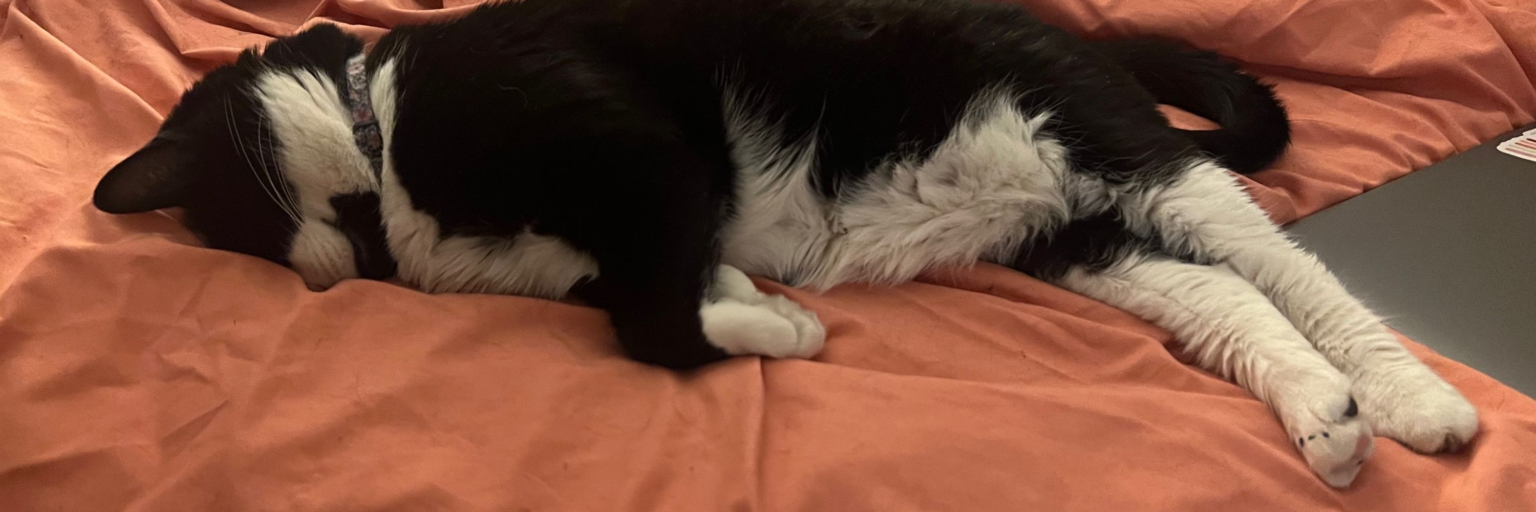 ab