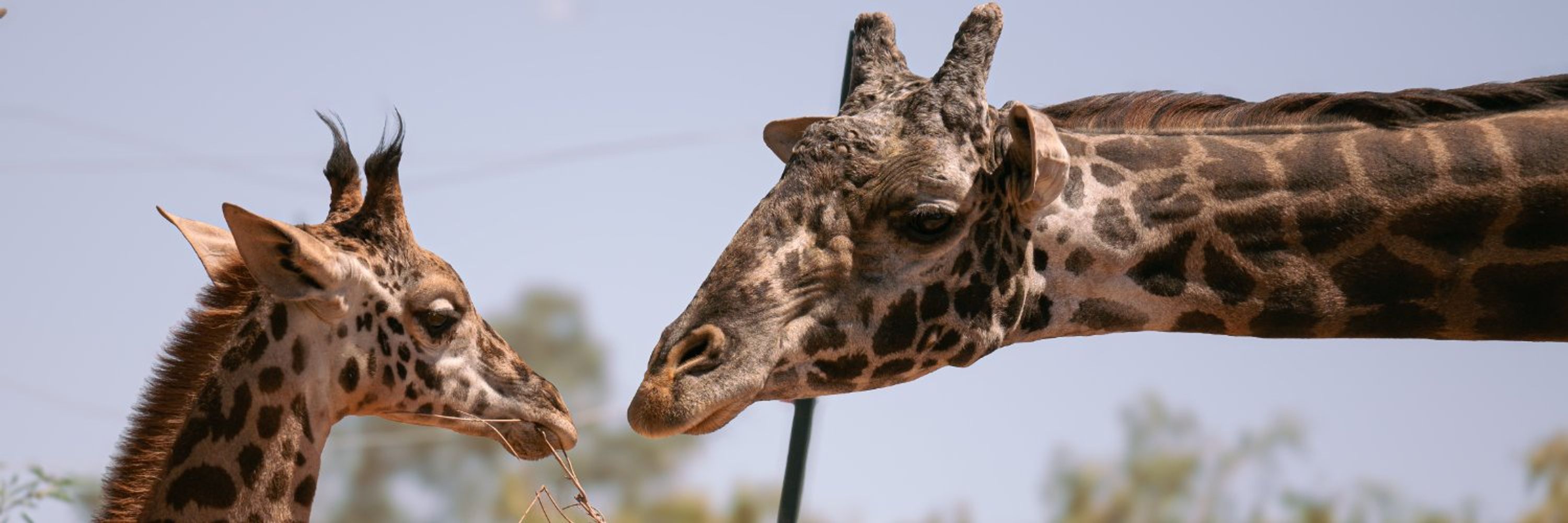 Phoenix Zoo