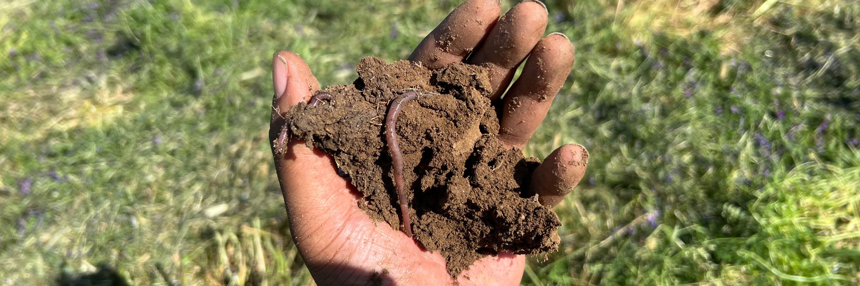The Soil Aggregate